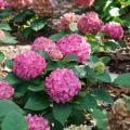 Let's Dance ¡Arriba!® Reblooming Hydrangea 2G