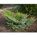 SPRUCE, HOWELL'S DWARF TIGER 24"