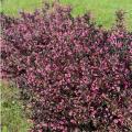 Very Fine Wine® Weigela 3-5G