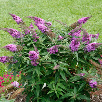 BUTTERFLY BUSH, PUG. PERIWINK 5G