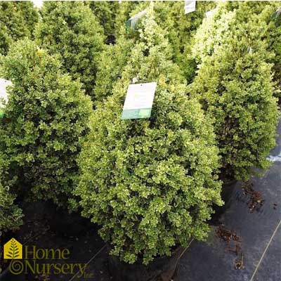 Sempervirens Pyramidal Boxwood (48")