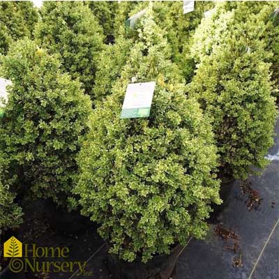 Sempervirens Pyramidal Boxwood