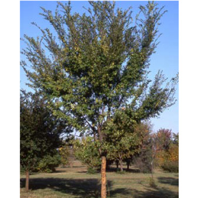 ELM, ALLEE 7 GAL