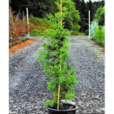 Green Point Juniper 4'