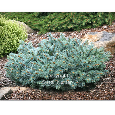 SPRUCE, ST. MARY'S BROOM 3-5 GAL