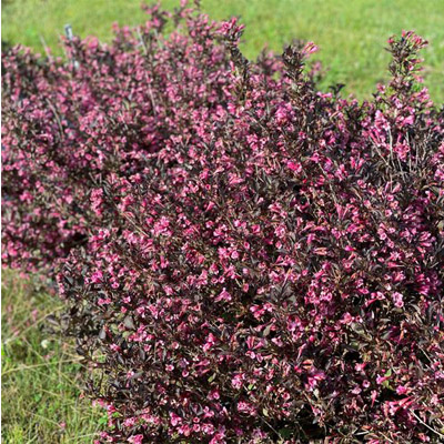 Very Fine Wine® Weigela 3-5G