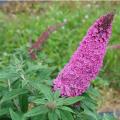 BUTTERFLY BUSH, PUG. PINKER 3-5