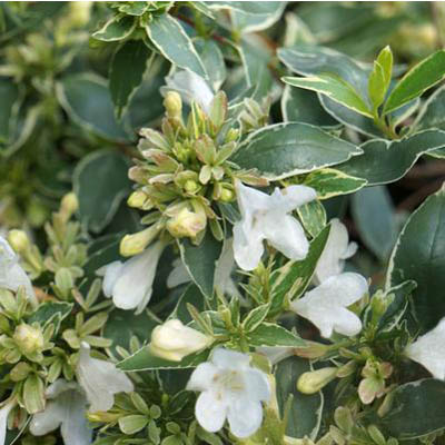 Twist of Vanilla Abelia 3-5G