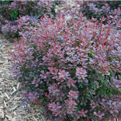 BARBERRY, SUNJOY TODO 2 GALLON