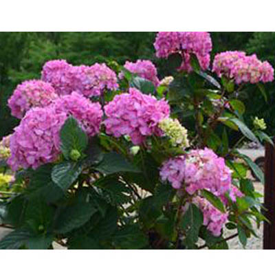 HYDRANGEA, ROCK N ROLL 3-5G