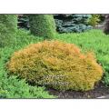 ARBORVITAE, GOLDEN TUFFET 3-5 GA