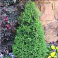 BOXWOOD, GREEN MOUNTAIN 36"