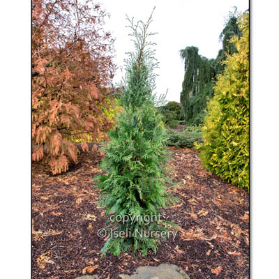 ARBORVITAE, HETZ WINTERGREEN 5G