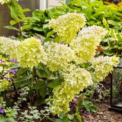 Little Lime Standard Hydrangea Tree  7G