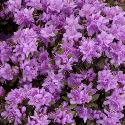 RHODODENDRON, PURPLE GEM 2 GAL