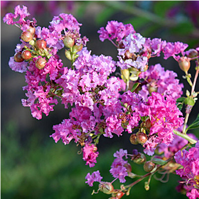 Zuni Crape Myrtle 1G