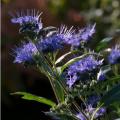 CARYOPTERIS, BEYOND MIDNIGHT 2 G