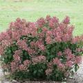 Little Quick Fire® Panicle Hydrangea 3-5G