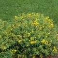 Blues Festival St. Johns's Wort (Hypericum) 3-5G