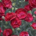 DIANTHUS, ELECTRIC RED 1G