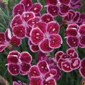 DIANTHUS, FIRE & ICE 1G