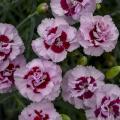 DIANTHUS, KISS & TELL 1G