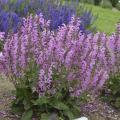 SALVIA, MOULIN ROUGE 1G