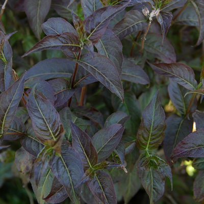 HONEYSUCKLE, KODIAK BLACK 2 GAL