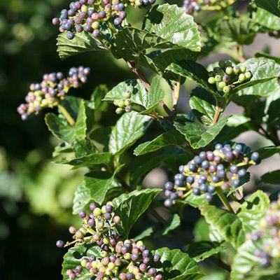 VIBURNUM, GLITTERS & GLOWS 2 GAL