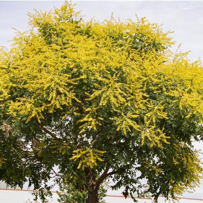 GOLDEN RAIN TREE 10 GAL