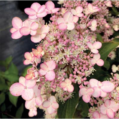 Torch Hydrangea 2G