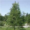 Dura Heat River Birch - Clump (2")