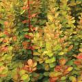 BARBERRY, ORANGE TORCH 5G