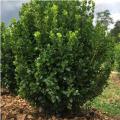 BOXWOOD, FREEDOM 5G