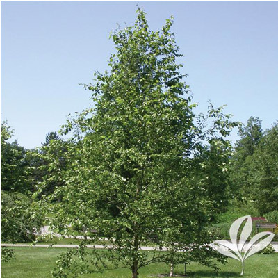 Dura Heat River Birch - Clump (1.5")