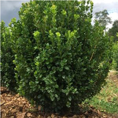 BOXWOOD, FREEDOM 3-5G