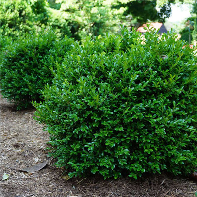 Independence Boxwood 3-5G