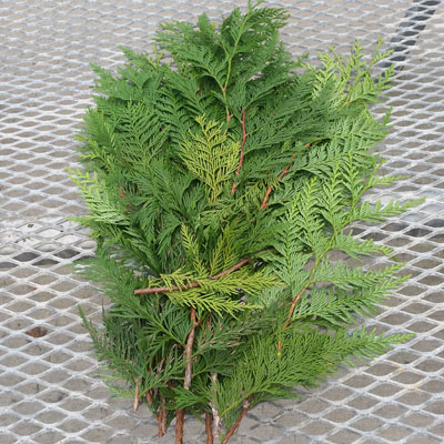 Fresh Western Cedar Christmas Greenery&nbsp;&nbsp;- Case