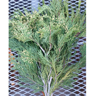 Incense Cedar Christmas Greenery (Case)