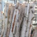 Birch Poles 2'