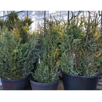 Extra Large Spruce Greenery Top (4-5')