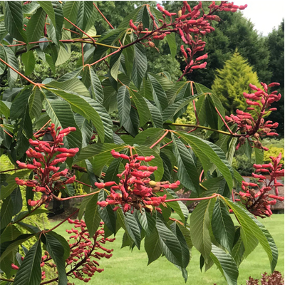 BUCKEYE, RED CLUMP 5'