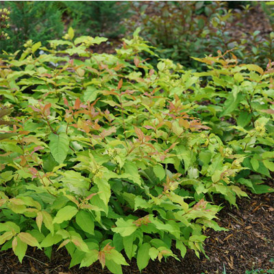 HONEYSUCKLE, KODIAK FRESH 2 GAL