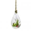 TERRARIUM, GLASS/ROPE 6"W X 11"H