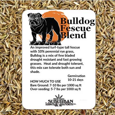 BULLDOG FESCUE 3 LB