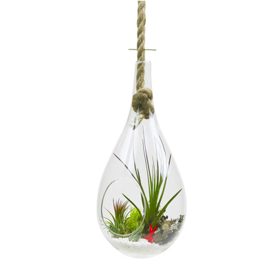 TERRARIUM, GLASS/ROPE 6"W X 11"H