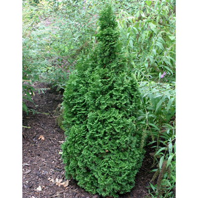 ARBORVITAE, DEGROOT'S SPR NAR 4'