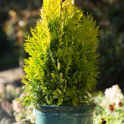 ARBORVITAE, FOREVER GOLDY 10 GAL