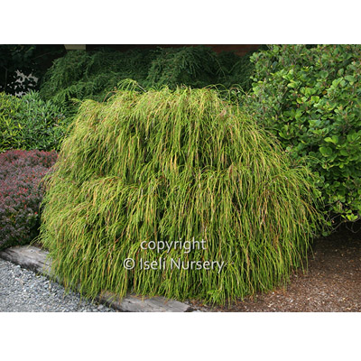 Whipcord  Heavy Arborvitae 5G