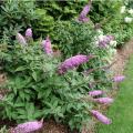 BUTTERFLY BUSH, PUGSTER PINKR 2G